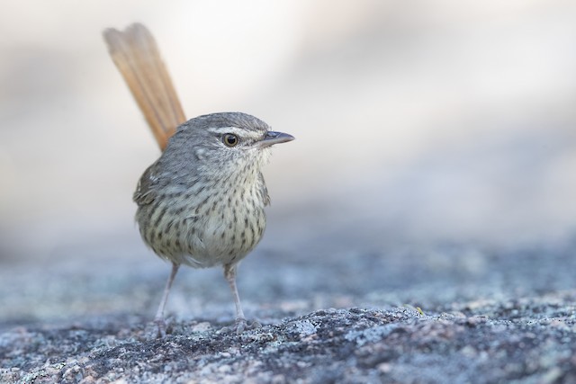 Chestnut Rumped Heathwren Ebird