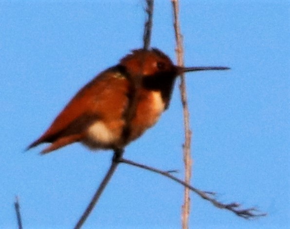 Allen's Hummingbird - ML295302911