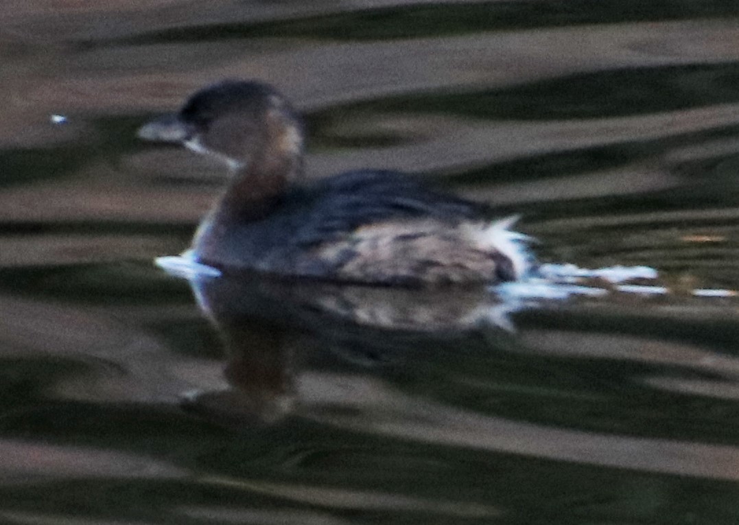 Pied-billed Grebe - Barry Spolter