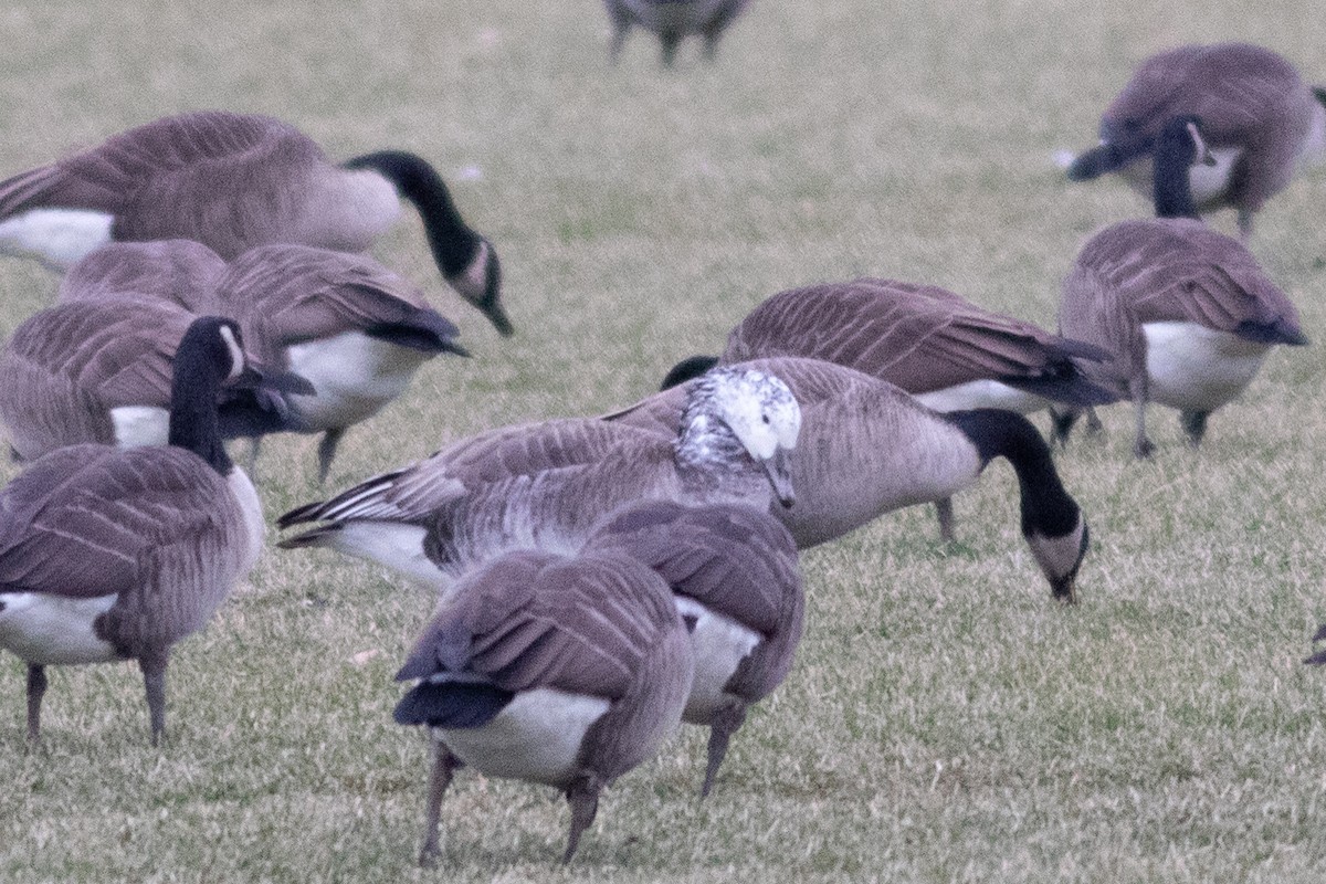 goose sp. - Timothy Graves