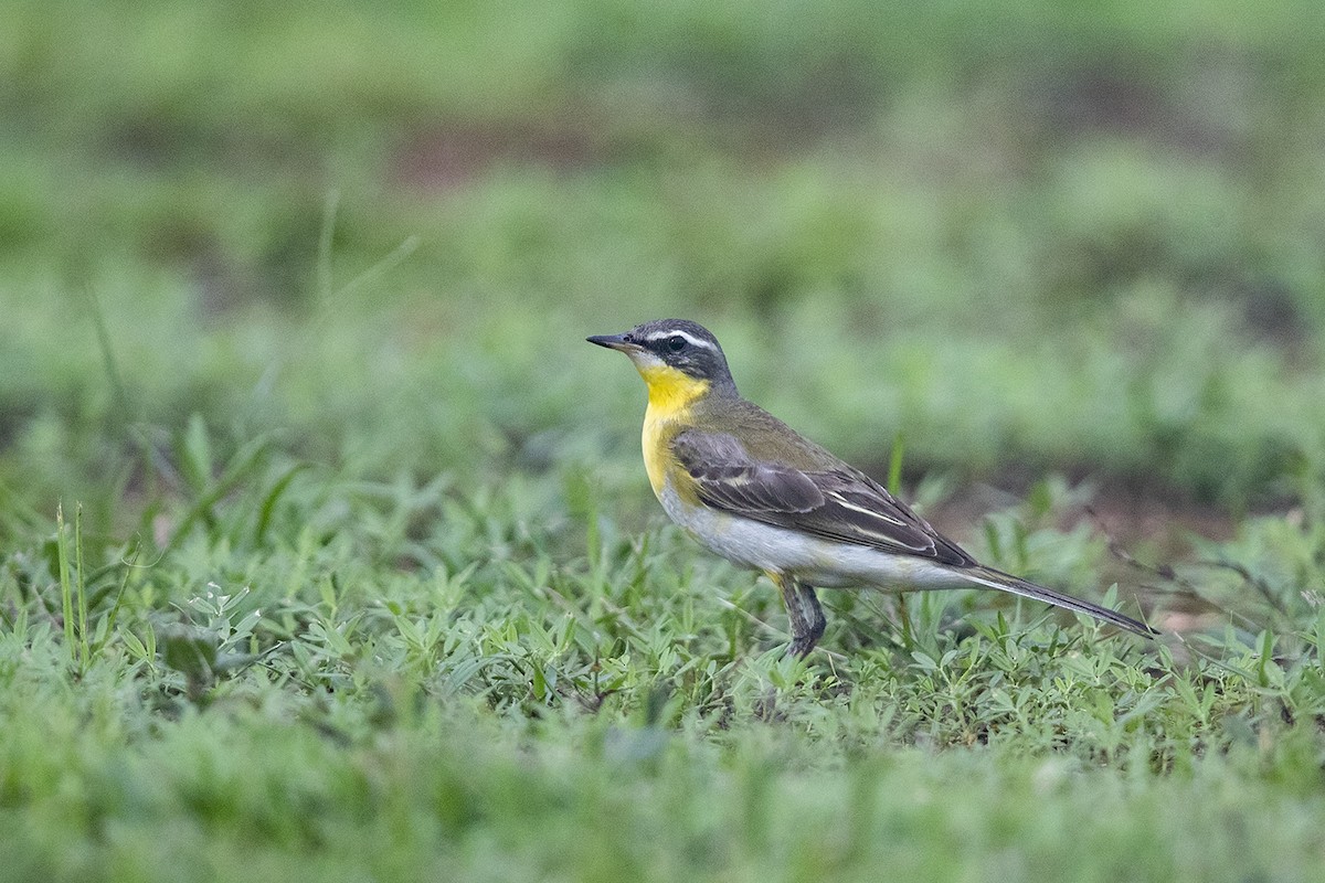 Eastern Yellow Wagtail - Laurie Ross | Tracks Birding & Photography Tours