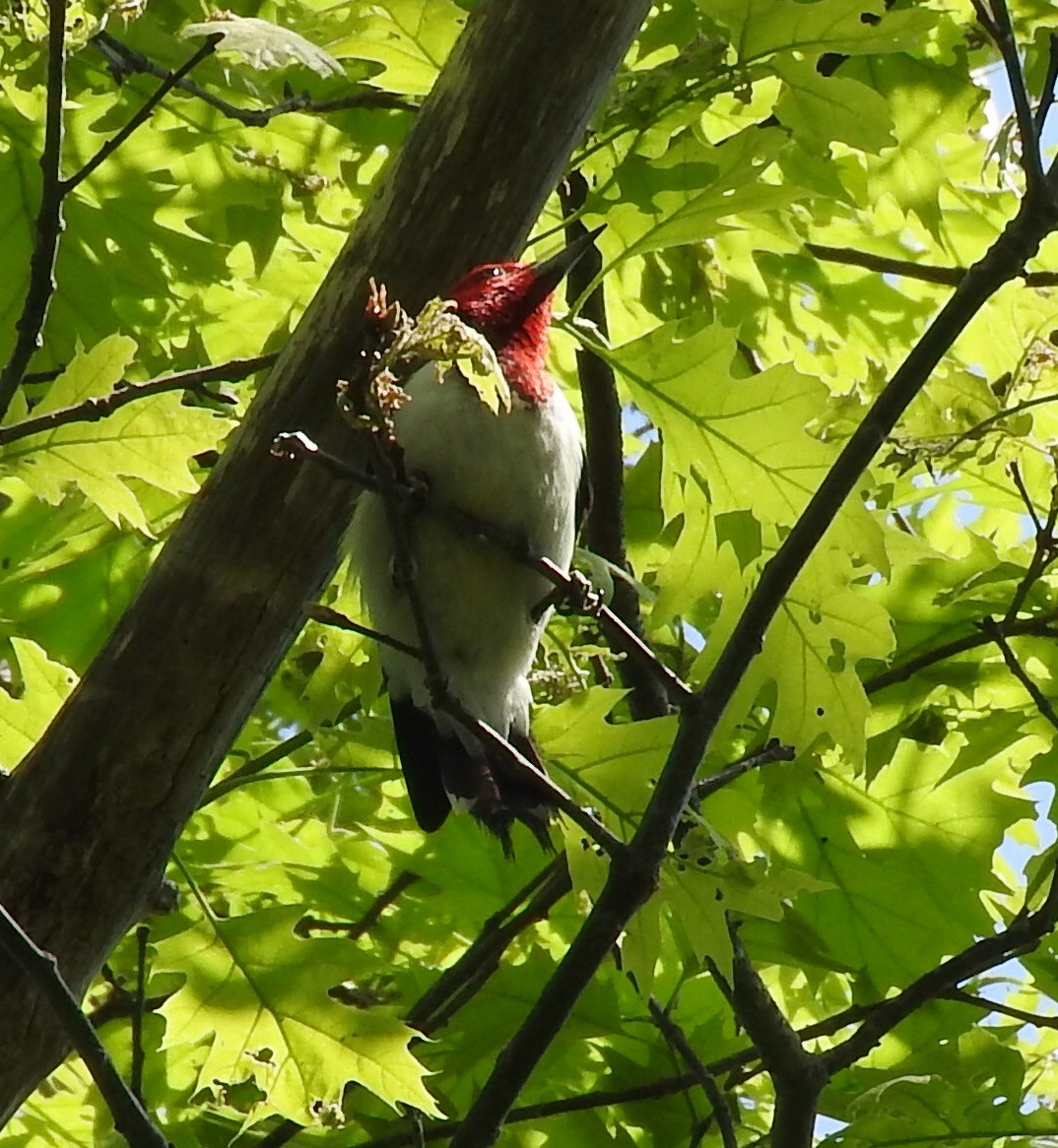 Red-headed Woodpecker - Susan Hedman