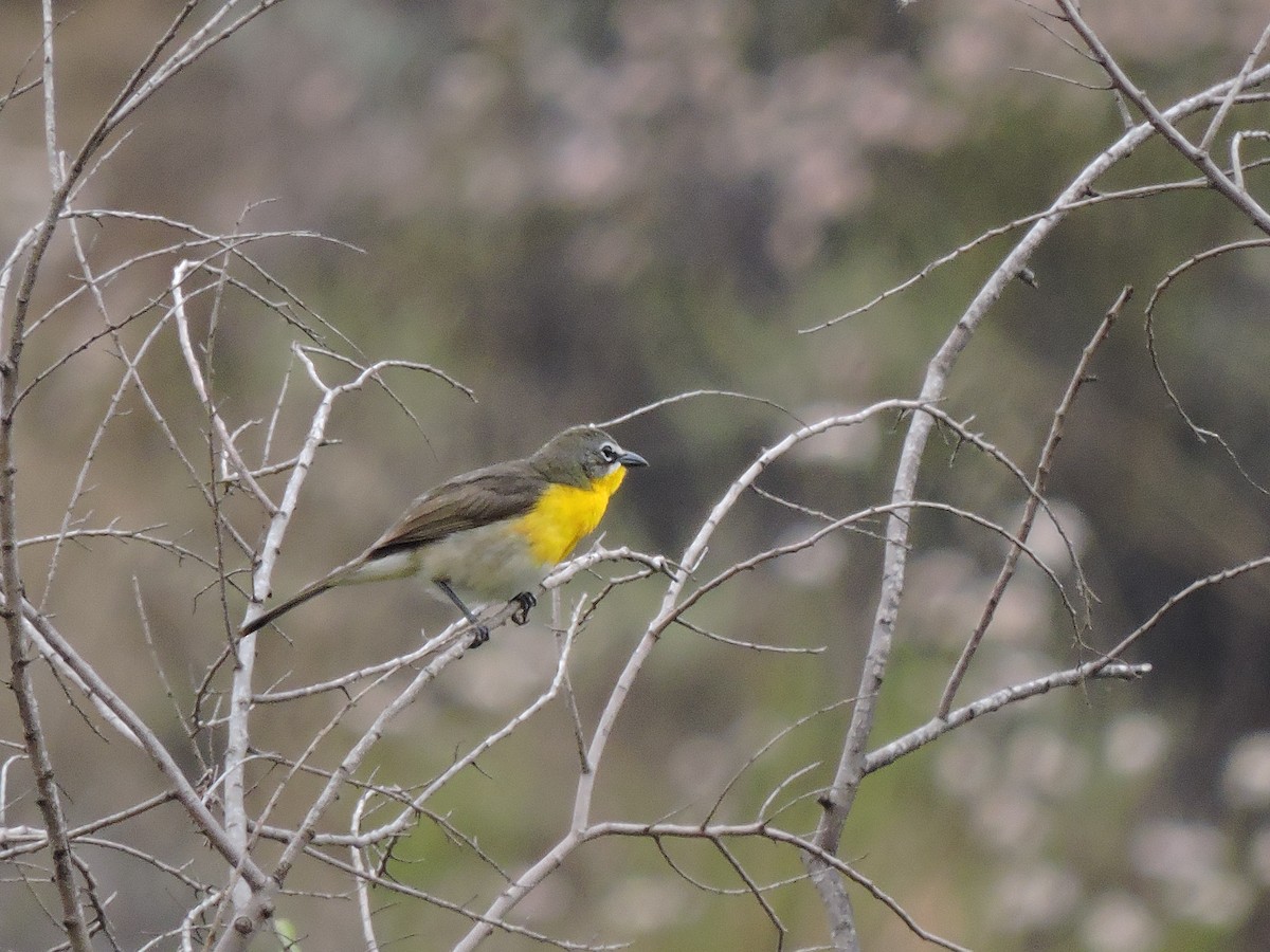 Yellow-breasted Chat - ML29531591