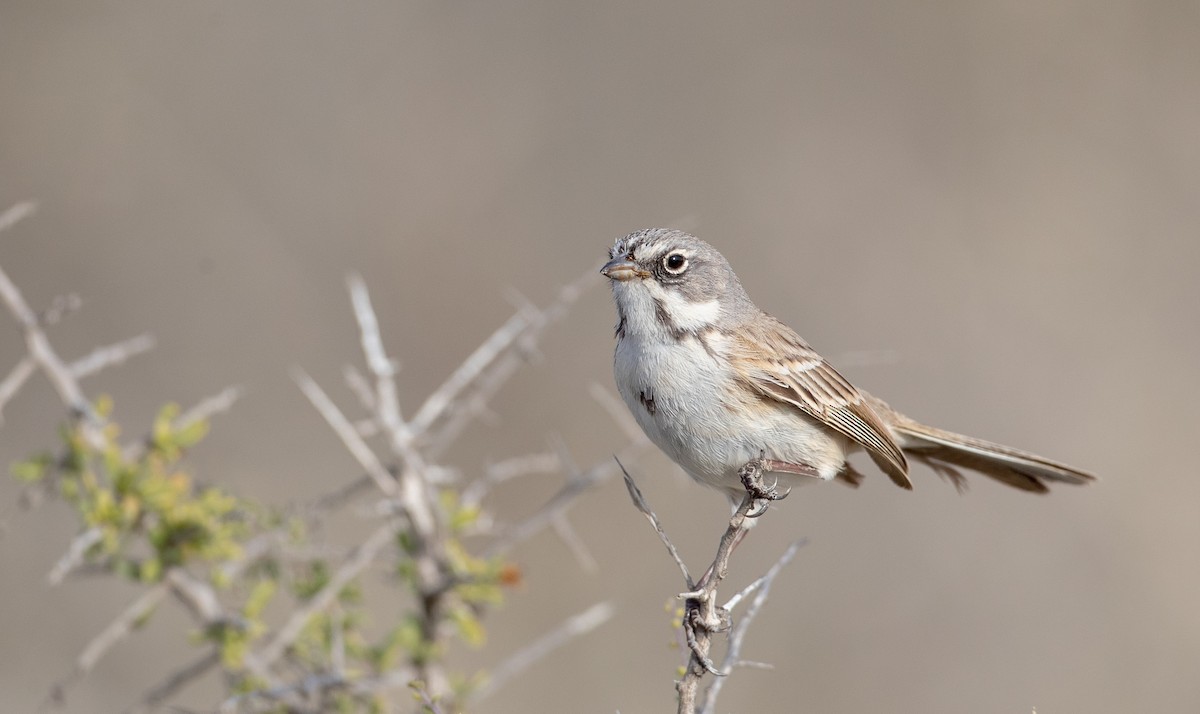 Bell's Sparrow (cinerea) - ML295323391