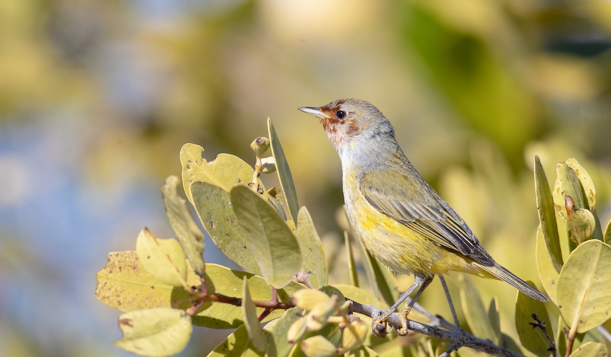 Yellow Warbler (Mangrove) - Ian Davies