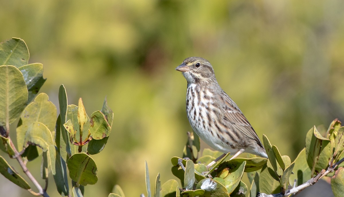 Savannah Sparrow - ML295324591