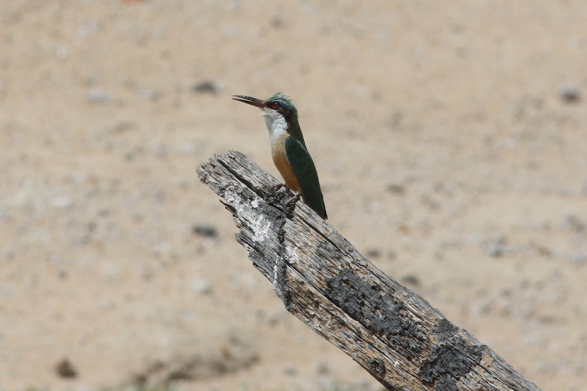 Somali Bee-eater - george parker