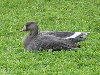 Greater White-fronted Goose, ML295332431