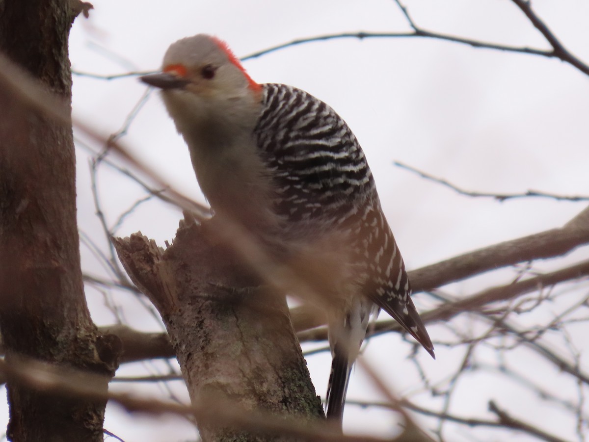 Red-bellied Woodpecker - Jim Proffitt
