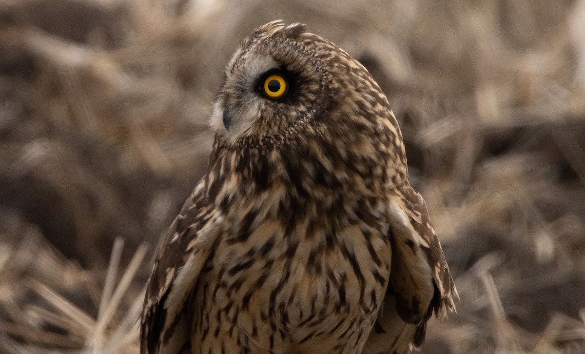 Short-eared Owl - ML295334991