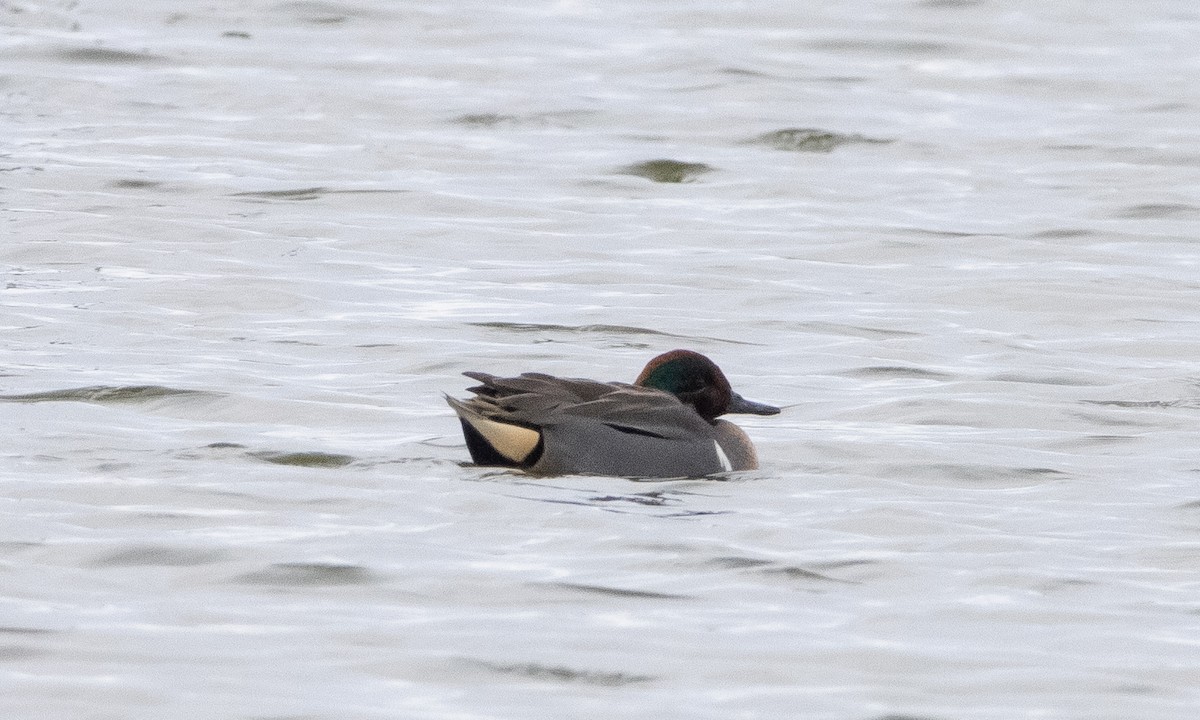 Green-winged Teal - ML295335081