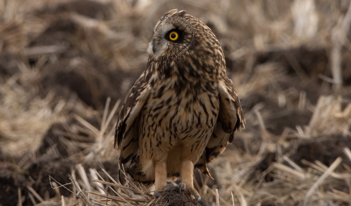 Short-eared Owl - ML295335121