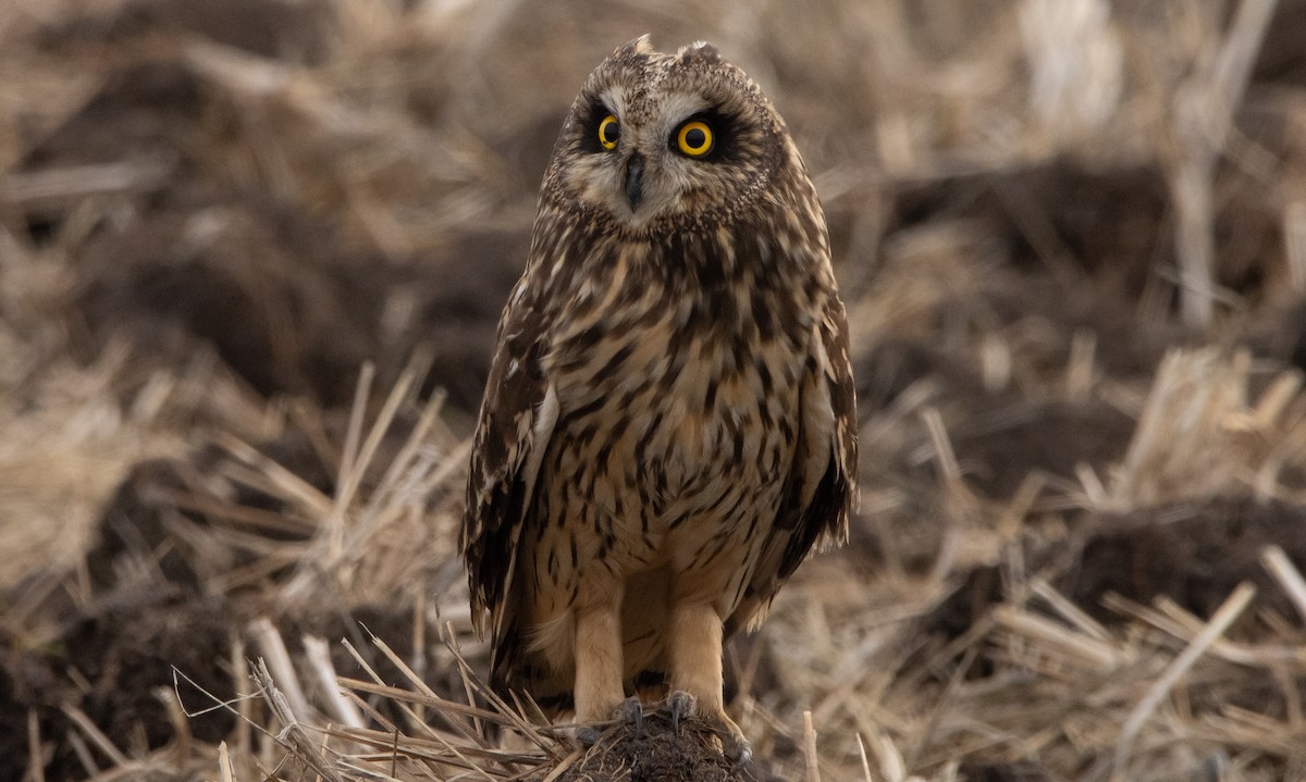 Short-eared Owl - ML295335131