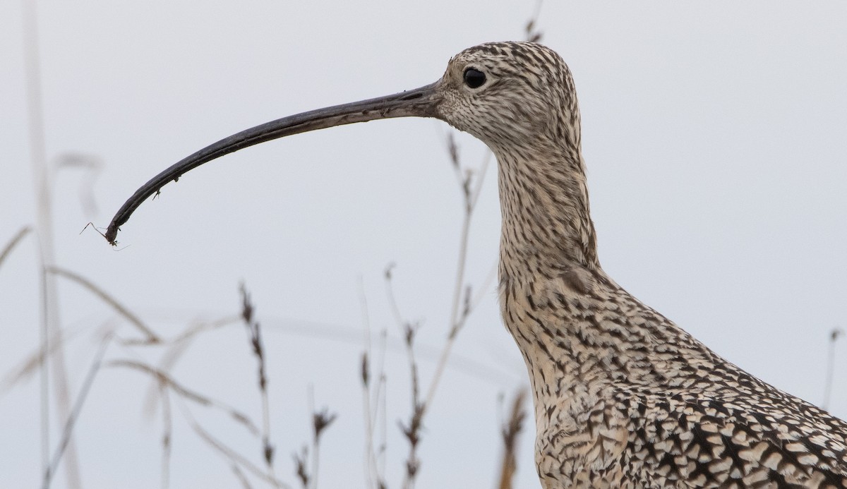 Long-billed Curlew - ML295335471
