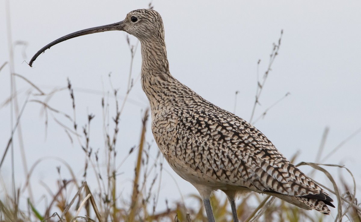 Long-billed Curlew - ML295335511