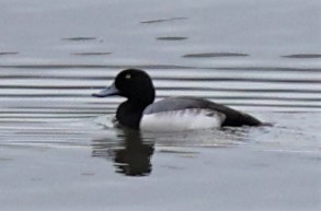 Greater Scaup - ML295337811