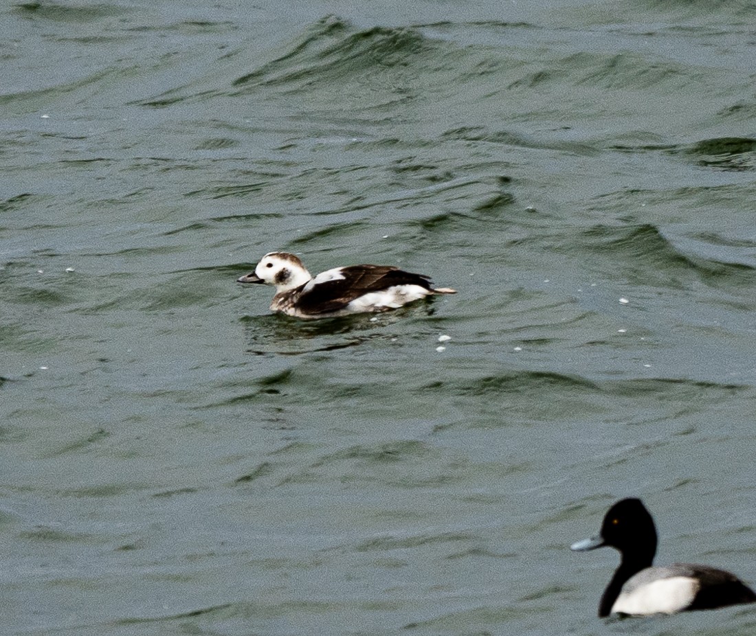Long-tailed Duck - ML295342741