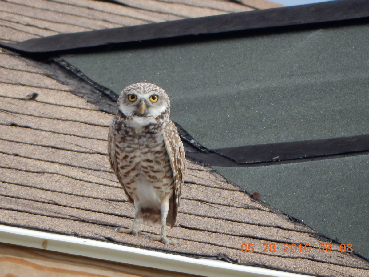 Burrowing Owl - ML29534291