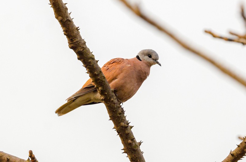 Red Collared-Dove - ML295348891