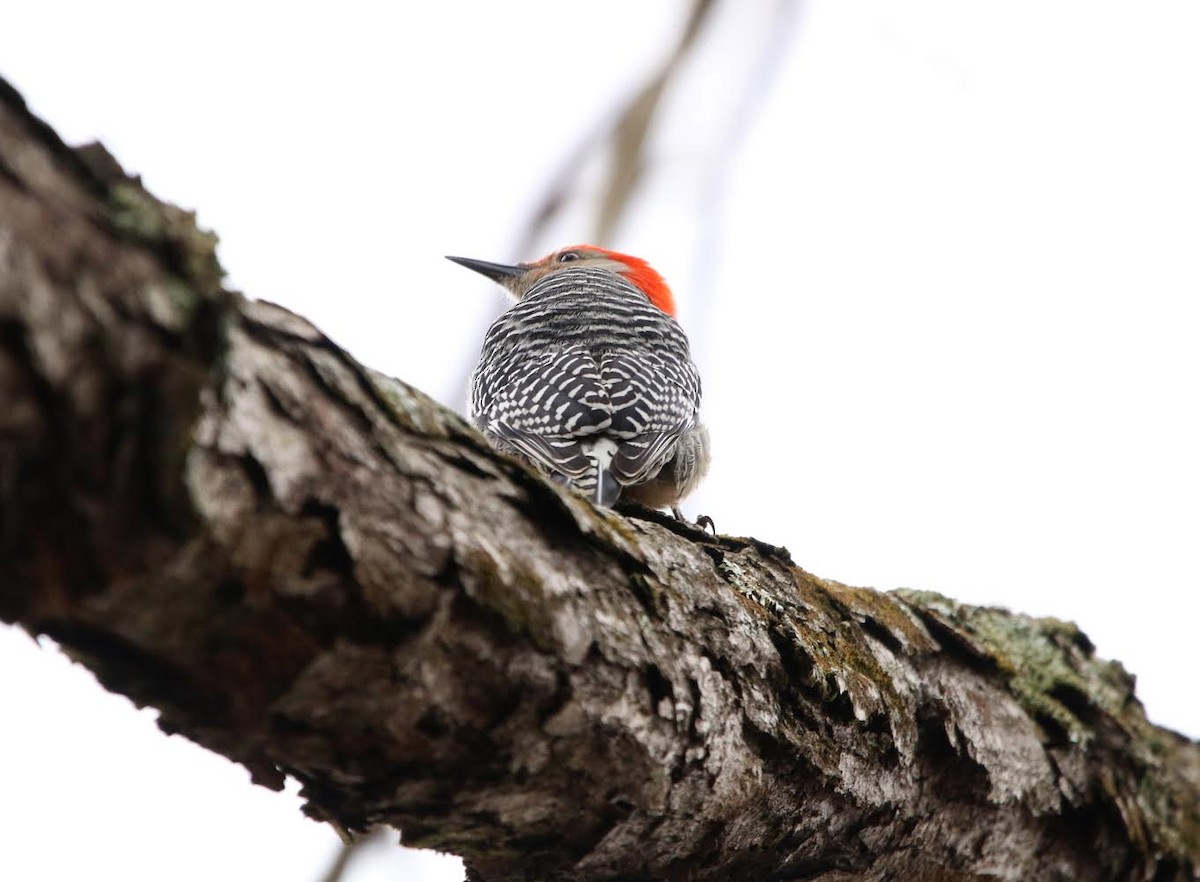 Red-bellied Woodpecker - ML295351531