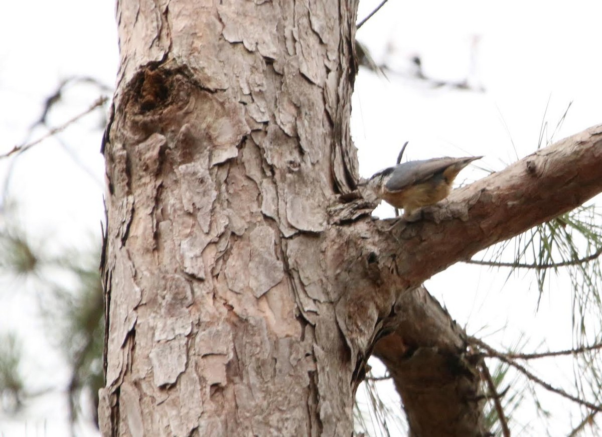 Red-breasted Nuthatch - ML295351771