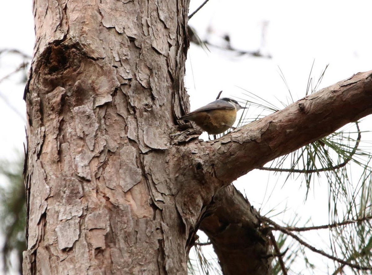 Red-breasted Nuthatch - ML295351781