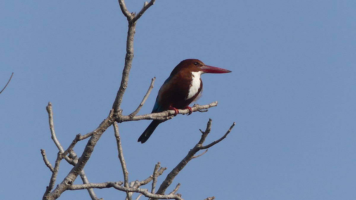 White-throated Kingfisher - Mukesh Dudwe