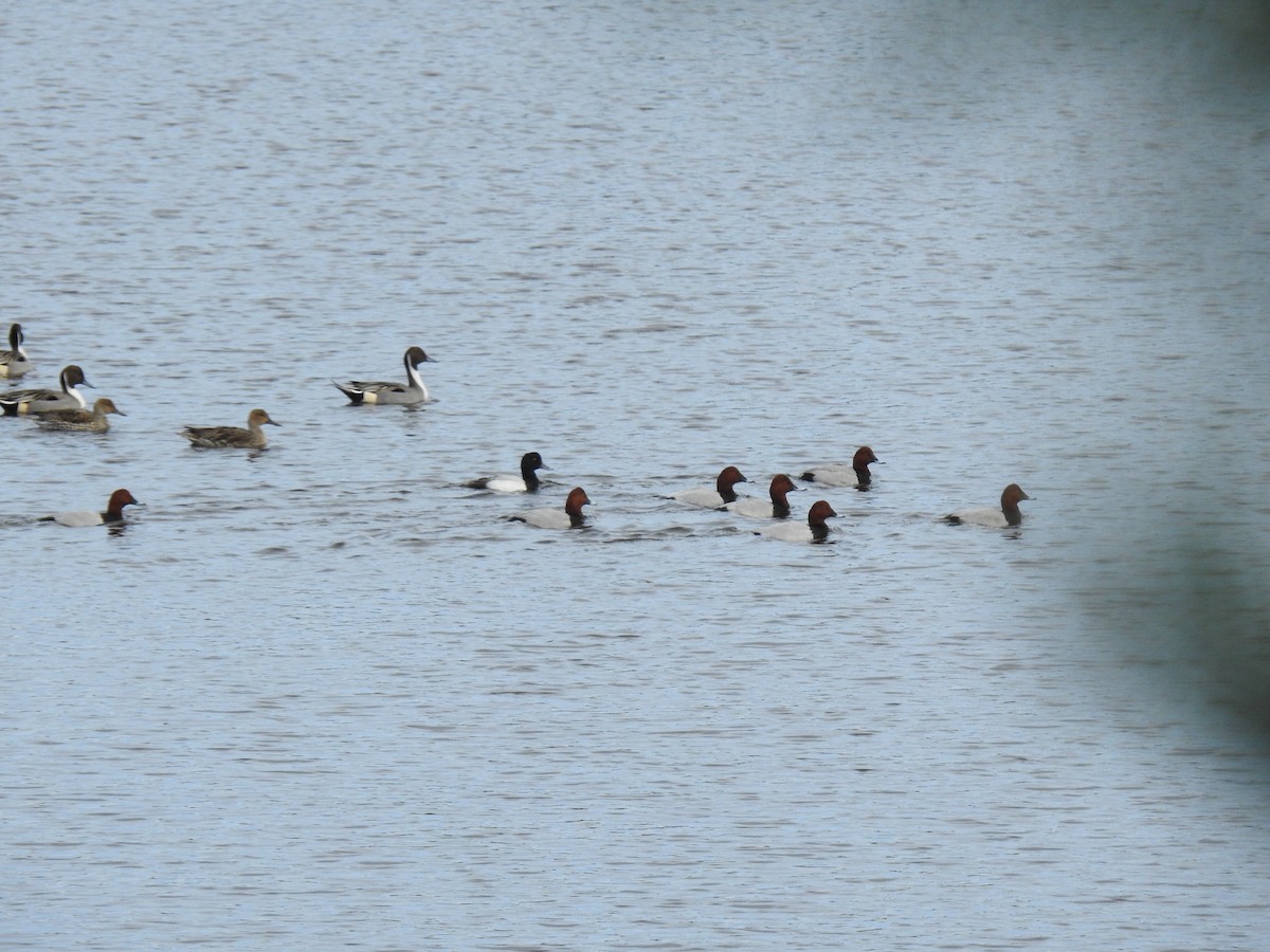 Greater Scaup - ML295357401