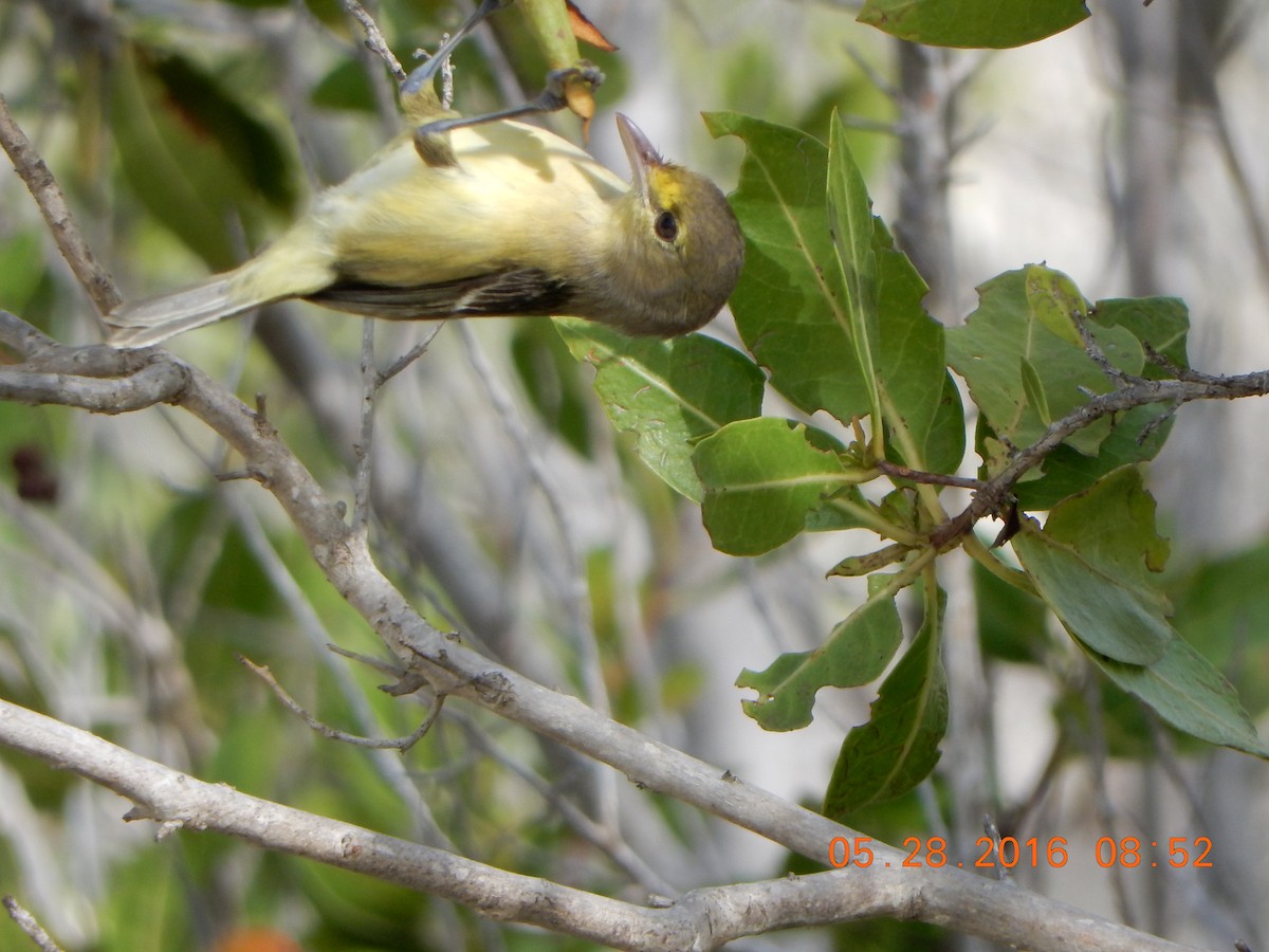 Thick-billed Vireo - ML29536191