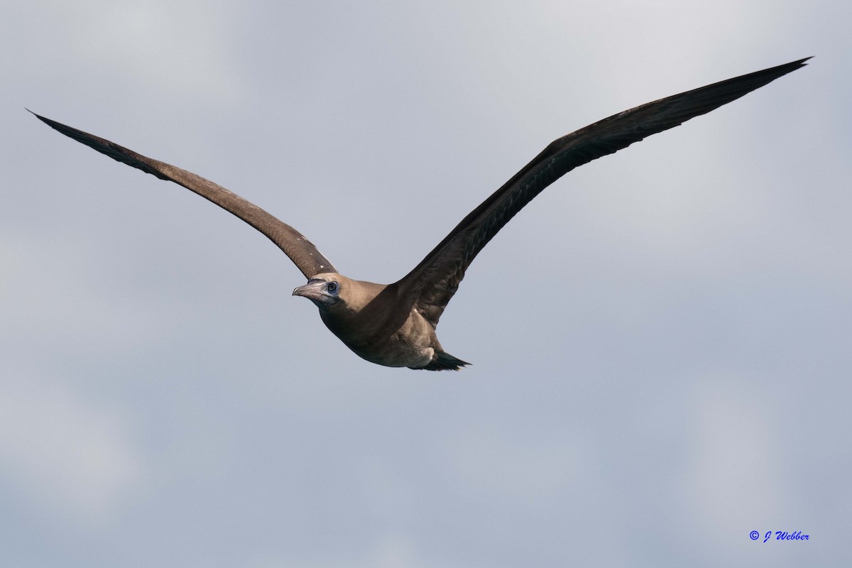 Red-footed Booby - ML295364611