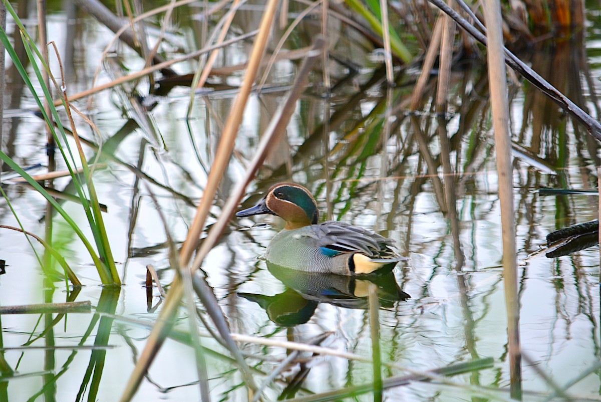 Green-winged Teal - ML295365131