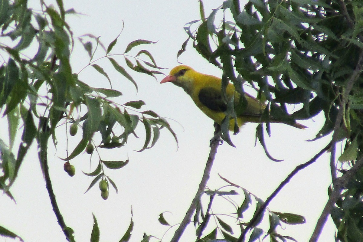 Indian Golden Oriole - ML295382731
