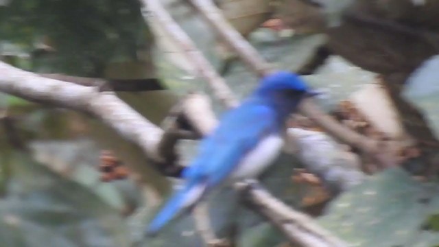 Blue-and-white Flycatcher - ML295384981
