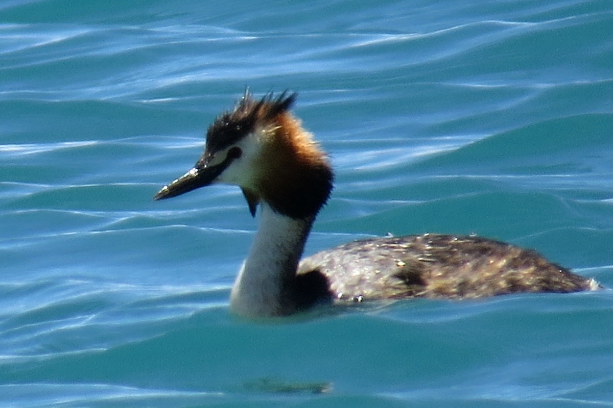 Great Crested Grebe - ML295387681