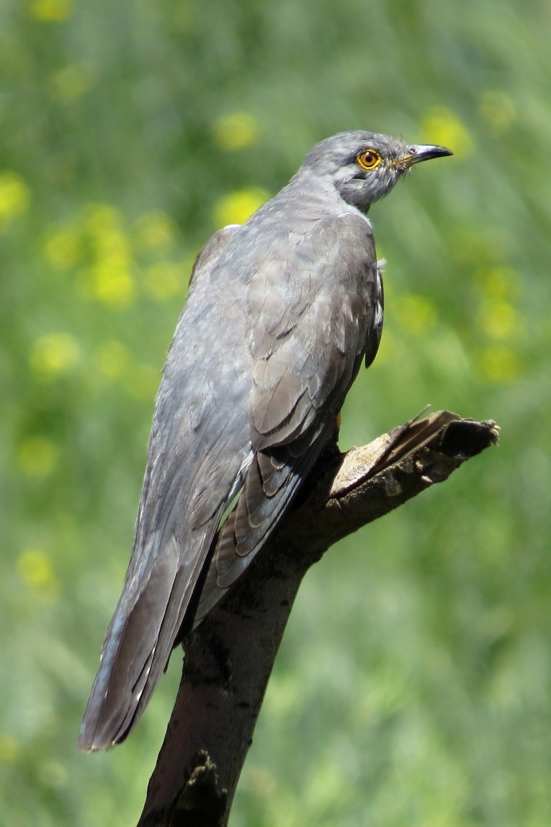 Common Cuckoo - ML295388361