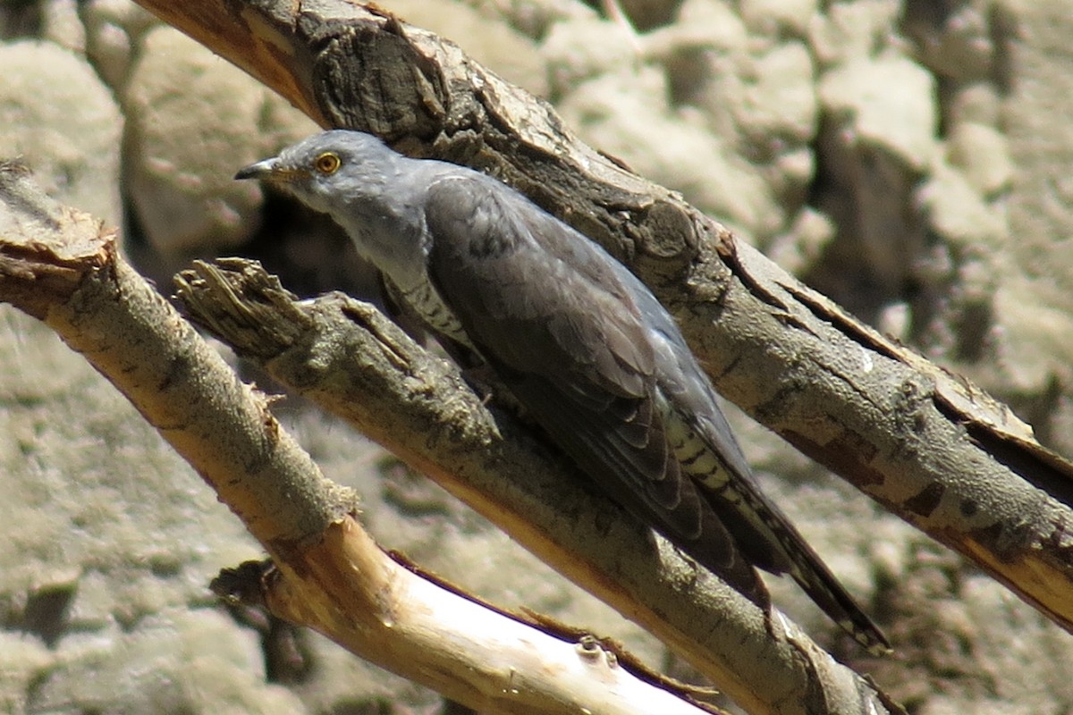 Common Cuckoo - Leszek Noga