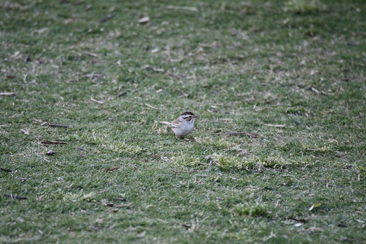 Clay-colored Sparrow - ML295389441