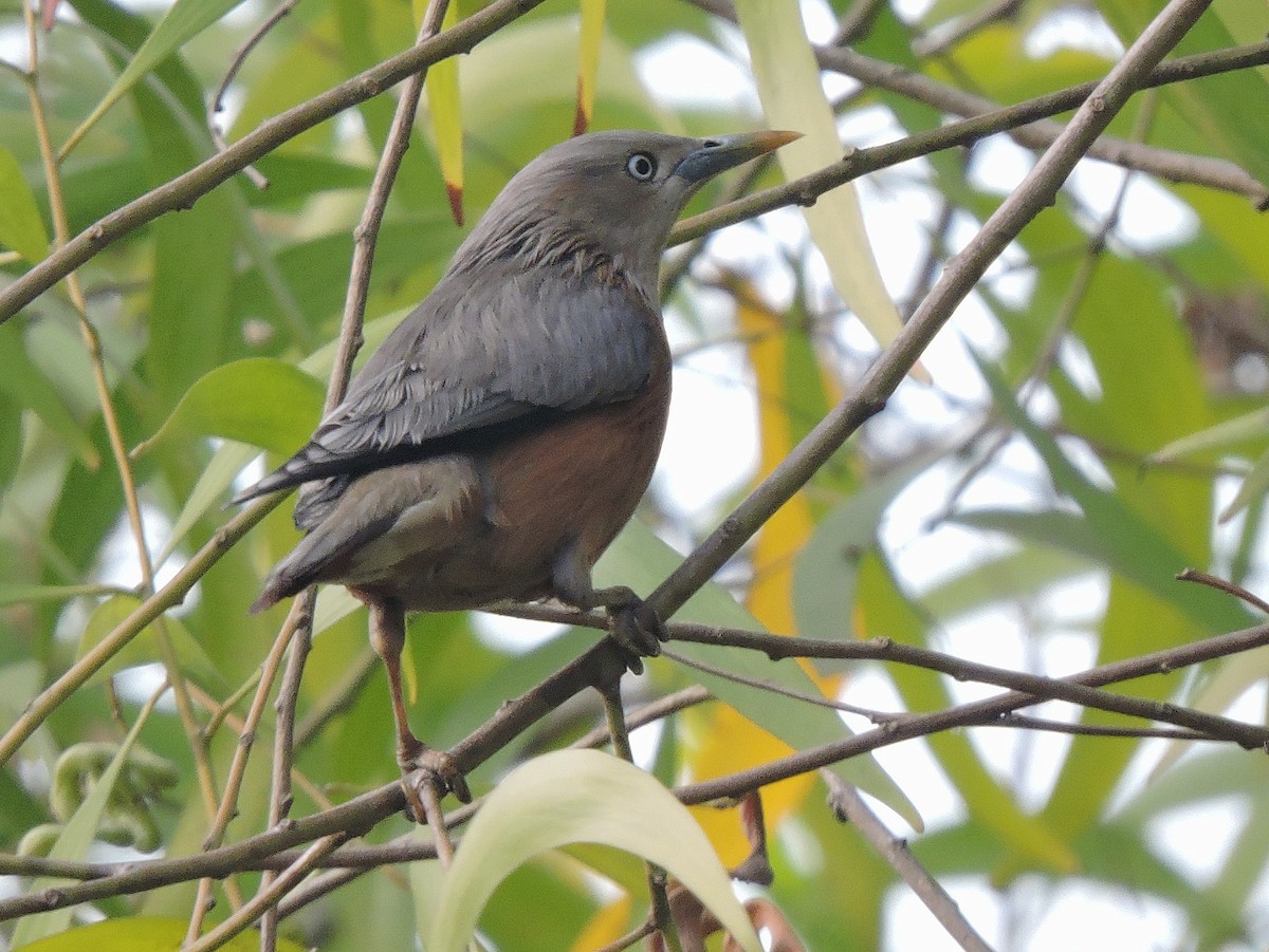 Chestnut-tailed Starling - Subhajit Roy