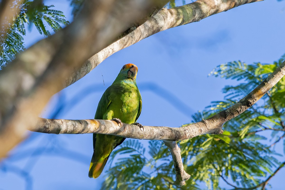 Red-browed Parrot - ML295391401