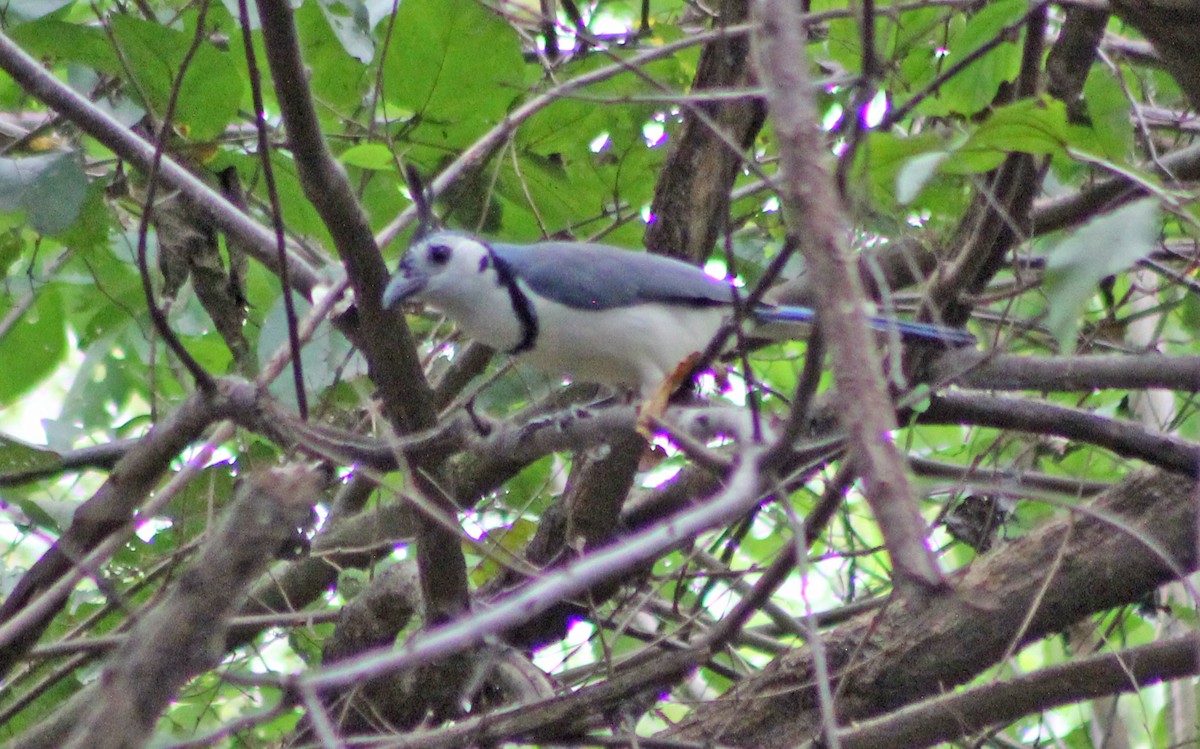 White-throated Magpie-Jay - ML295394291