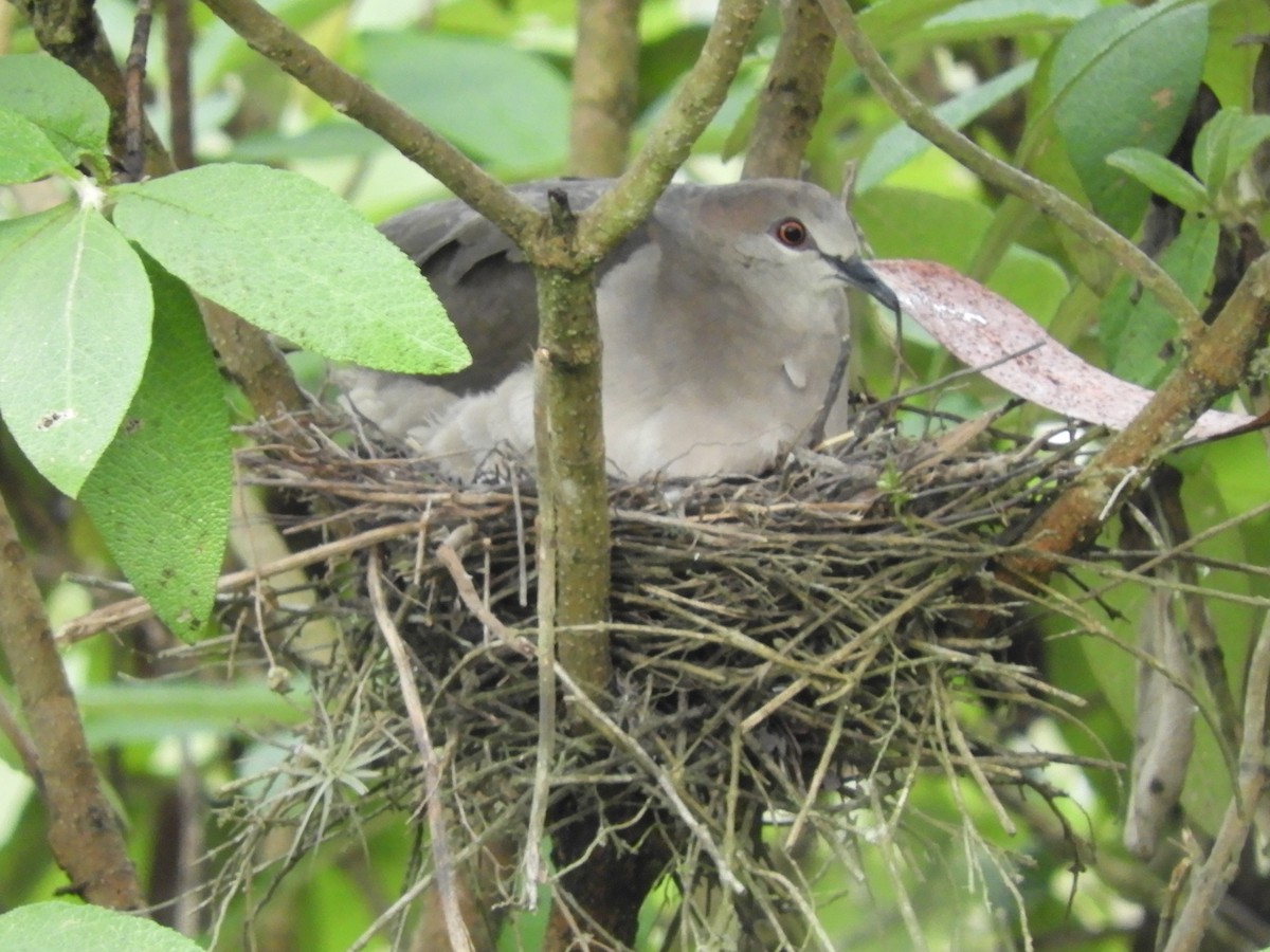 White-tipped Dove (decolor) - ML295394751