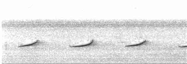 Sporophile à ventre blanc - ML295404341