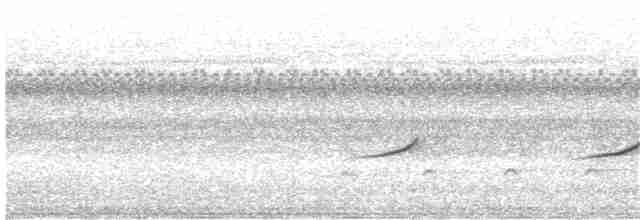 Sporophile à ventre blanc - ML295404351