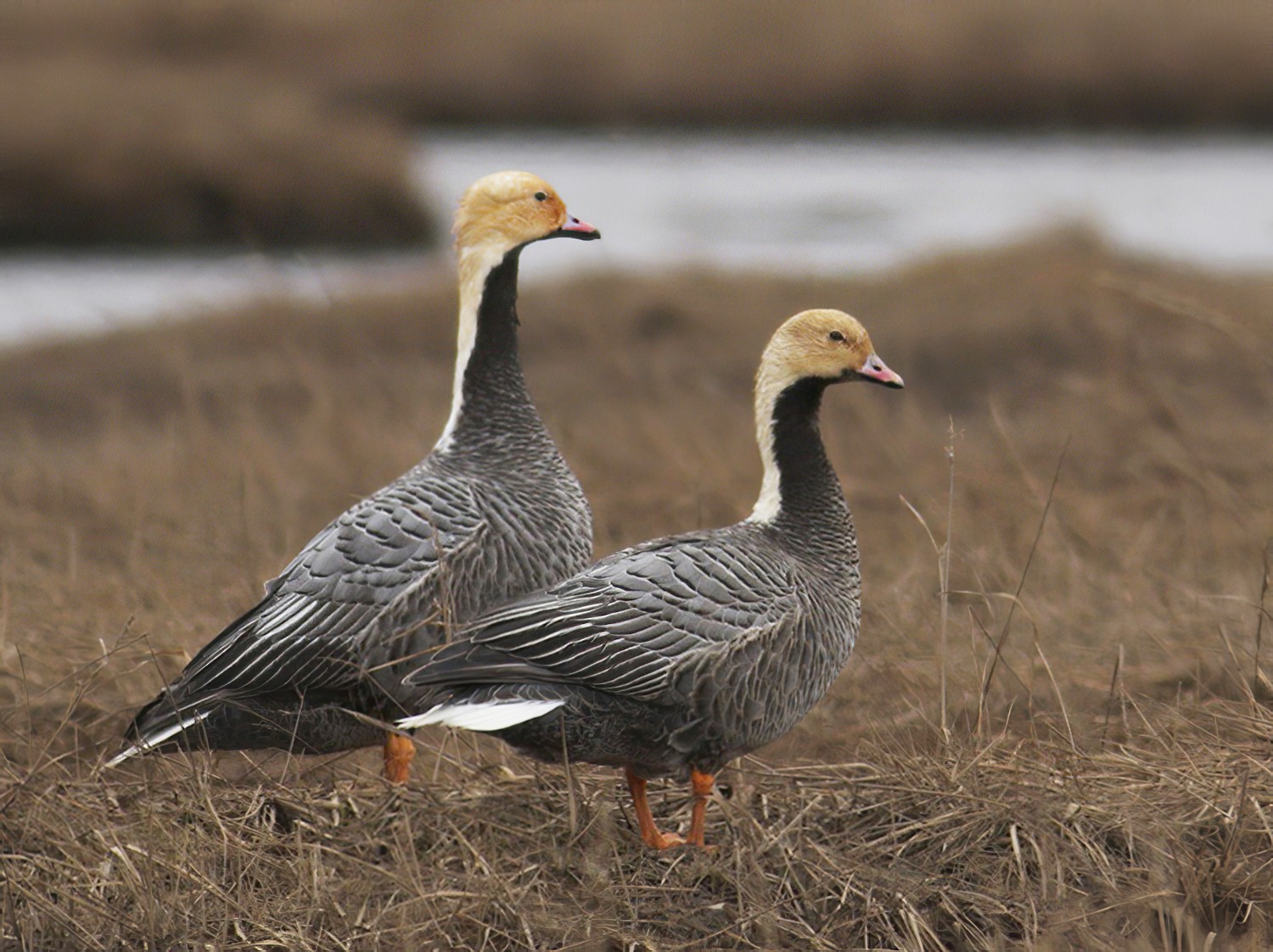 Emperor Goose - eBird