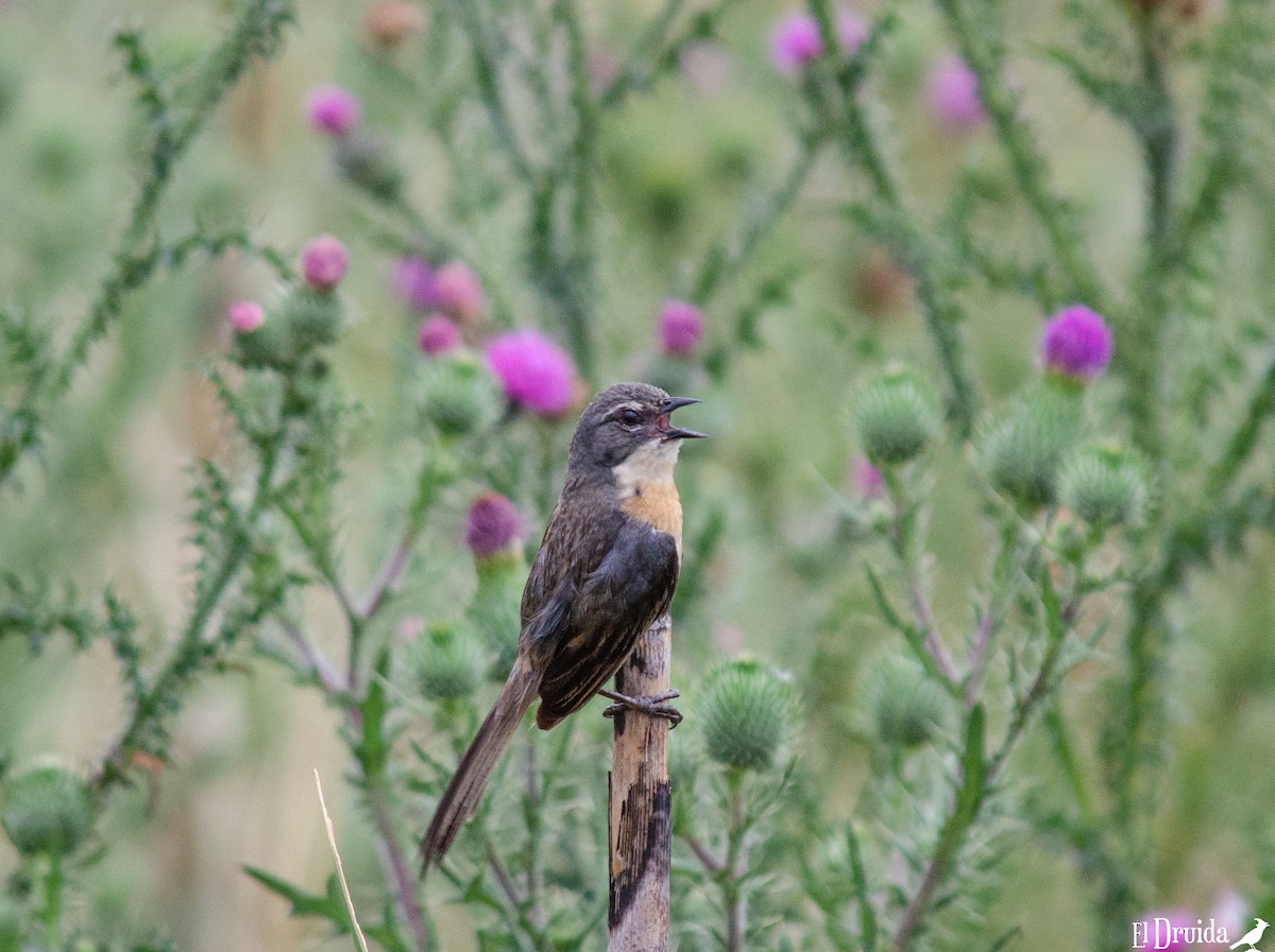 Long-tailed Reed Finch - ML295405221