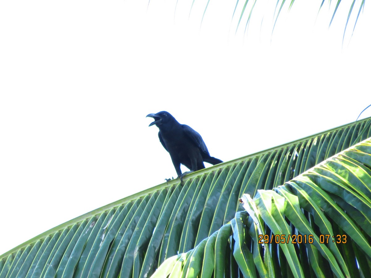 Large-billed Crow - Jonathan Anthony Javier