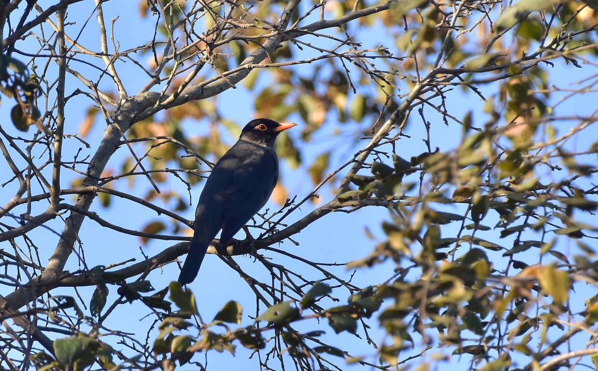 Indian Blackbird - Sathish Ramamoorthy
