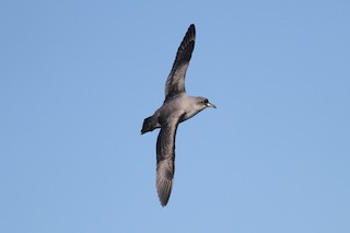 Gray Petrel - Procellaria cinerea - Birds of the World