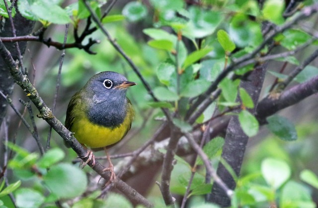 Connecticut Warbler. - Connecticut Warbler - 