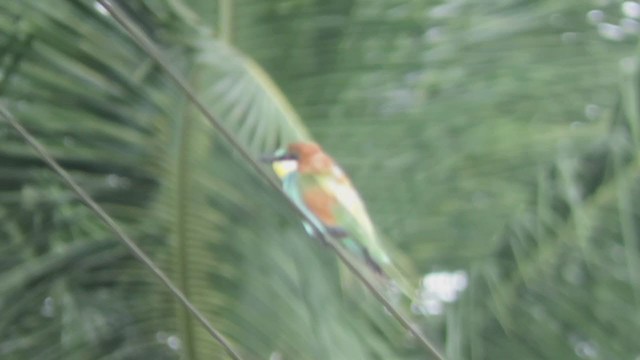 European Bee-eater - ML295414851